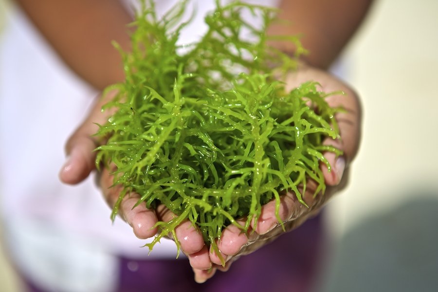 Carrageenan